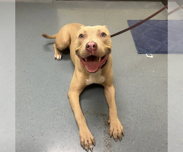 Medium Photo #1 American Pit Bull Terrier Puppy For Sale in Denver, CO, USA