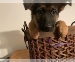 Small Photo #10 German Shepherd Dog Puppy For Sale in BEDFORD, IN, USA