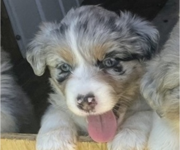 Medium Photo #4 Australian Shepherd Puppy For Sale in MOUNT PULASKI, IL, USA