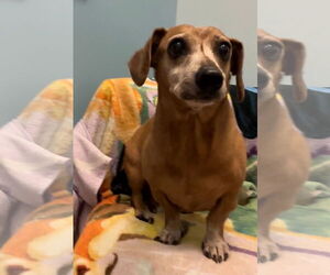 Dachshund Dogs for adoption in Weston, FL, USA