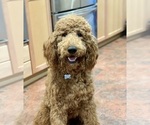 Small Photo #1 Goldendoodle Puppy For Sale in ELIZABETH, CO, USA