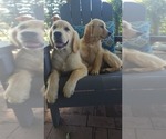 Image preview for Ad Listing. Nickname: Goldens