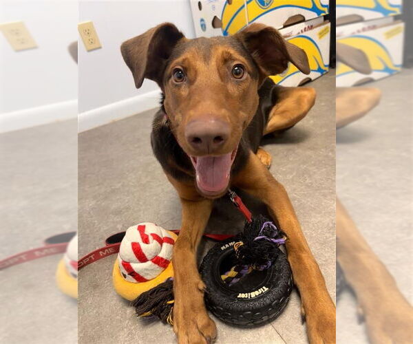 Medium Photo #4 Doberman Pinscher-Unknown Mix Puppy For Sale in Gloversville, NY, USA