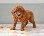 Small Poodle (Miniature)