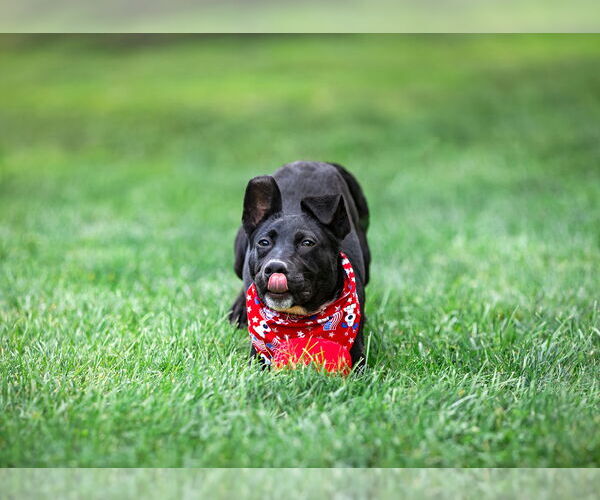 Medium Photo #2 Labrador Retriever-Unknown Mix Puppy For Sale in Unionville, PA, USA