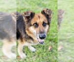 Small #1 German Shepherd Dog