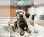 Puppy Mr Cool Labrador Retriever