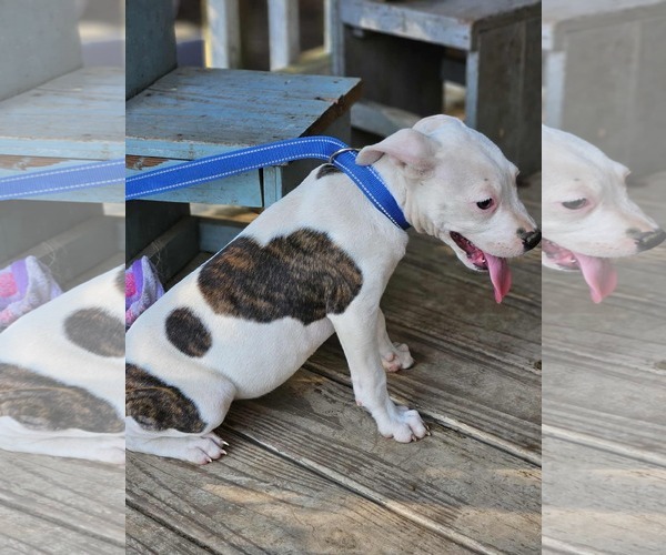 Medium Photo #12 American Pit Bull Terrier-Unknown Mix Puppy For Sale in Wakefield, RI, USA