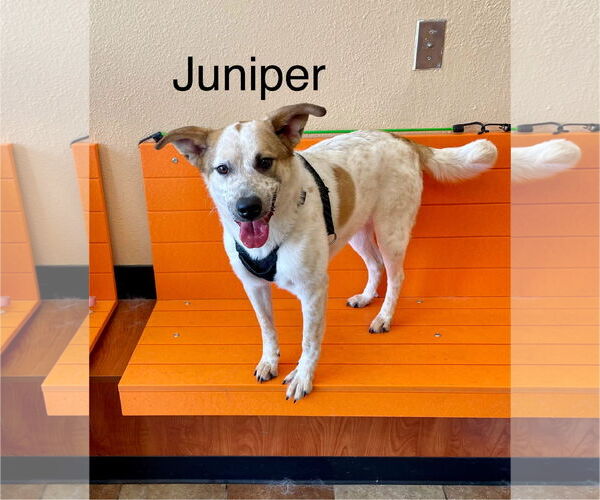 Medium Photo #1 Mutt Puppy For Sale in Topeka, KS, USA