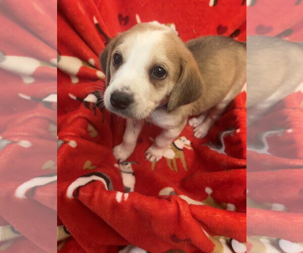 Medium Photo #16 American Foxhound Puppy For Sale in Holly Springs, NC, USA