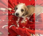 Small #15 American Foxhound