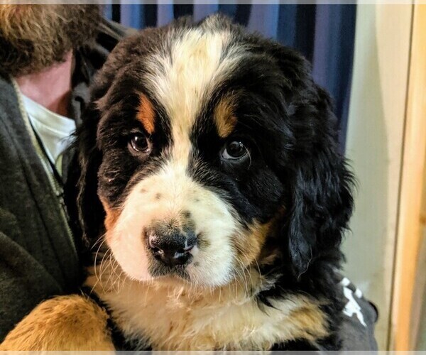 Medium Photo #15 Bernese Mountain Dog Puppy For Sale in BONNERS FERRY, ID, USA