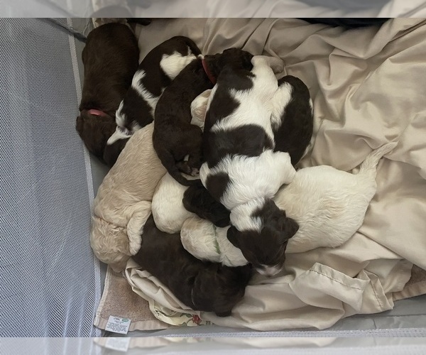 Medium Photo #1 F2 Aussiedoodle-Goldendoodle Mix Puppy For Sale in JESUP, GA, USA