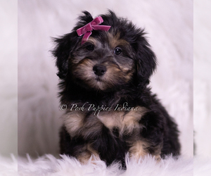 Medium Goldendoodle (Miniature)