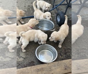 Akbash Dog-Golden Retriever Mix Dogs for adoption in FARRAGUT, IA, USA