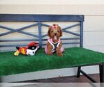 Small Photo #2 Maltipoo Puppy For Sale in SANTA CLARITA, CA, USA