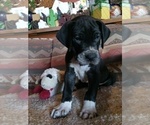 Small Photo #4 Great Dane Puppy For Sale in WALSENBURG, CO, USA
