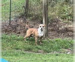 Small #9 Boxer Mix