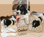 Puppy Cedar Poodle (Standard)