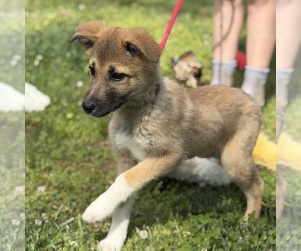 Medium Photo #2 German Shepherd Dog-Great Pyrenees Mix Puppy For Sale in Yardley, PA, USA