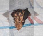 Small Photo #298 Yorkshire Terrier Puppy For Sale in AKRON, OH, USA