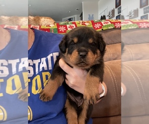 Rottweiler Puppy for sale in MOSES LAKE, WA, USA
