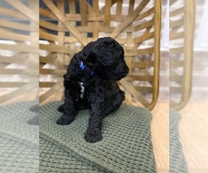 Labradoodle Puppy for sale in BUTLER, KY, USA
