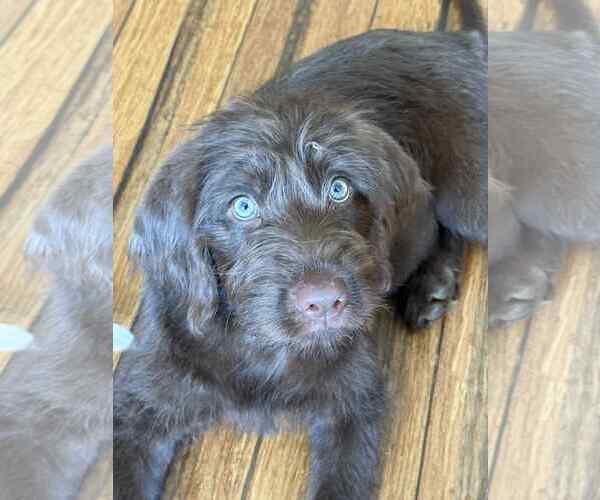 Medium Photo #3 Labrador Retriever-Unknown Mix Puppy For Sale in Shillington, PA, USA