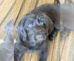 Small #2 Labrador Retriever Mix