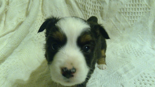 Medium Photo #1 Aussie-Corgi Puppy For Sale in HOPKINTON, IA, USA