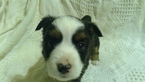 Small Photo #1 Aussie-Corgi Puppy For Sale in HOPKINTON, IA, USA