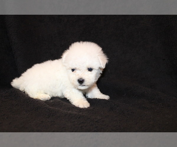 Medium Photo #5 Bichon Frise Puppy For Sale in BLOOMINGTON, IN, USA