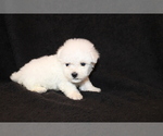Small Photo #5 Bichon Frise Puppy For Sale in BLOOMINGTON, IN, USA