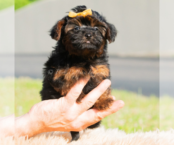 Medium Photo #6 Maltipoo (Toy) Puppy For Sale in WARSAW, IN, USA