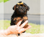Small Photo #13 Maltipoo (Toy) Puppy For Sale in WARSAW, IN, USA