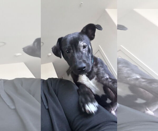 Medium Photo #3 American Staffordshire Terrier-Labrador Retriever Mix Puppy For Sale in McKinney, TX, USA