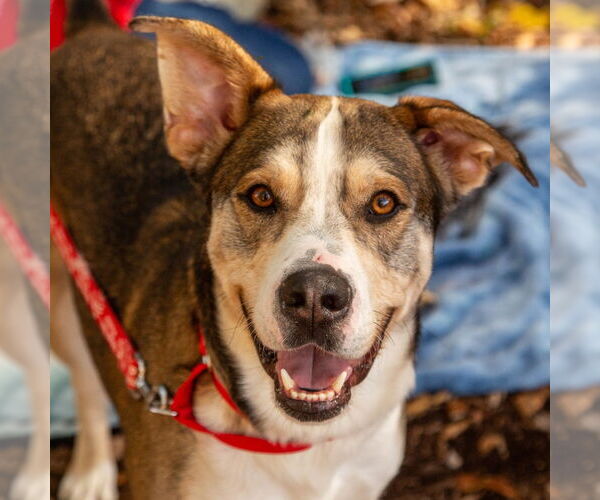 Medium Photo #16 Mutt Puppy For Sale in Canton, CT, USA