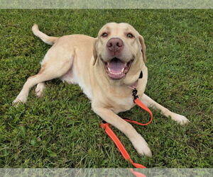 Labrador Retriever-Unknown Mix Dogs for adoption in Millersville, MD, USA