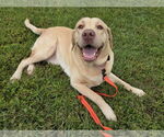 Small Labrador Retriever Mix