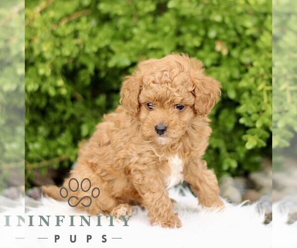 Medium Photo #1 Goldendoodle (Miniature) Puppy For Sale in BIRD IN HAND, PA, USA