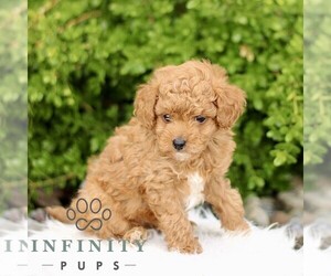 Goldendoodle (Miniature) Puppy for sale in BIRD IN HAND, PA, USA