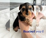 Small Photo #6 Yorkshire Terrier Puppy For Sale in FONTANA, CA, USA