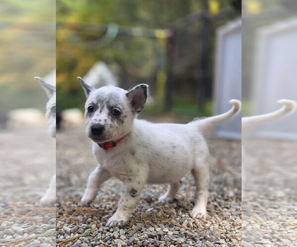 Medium Photo #3 Mutt Puppy For Sale in Garden City, NY, USA