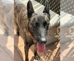 Small #1 Dutch Shepherd  Mix