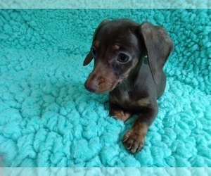 Dachshund Puppy for sale in LAUREL, MS, USA