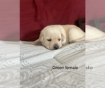 Small Photo #4 Labrador Retriever Puppy For Sale in INVERNESS, FL, USA
