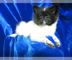 Pomeranian Puppy for sale in HARTVILLE, MO, USA