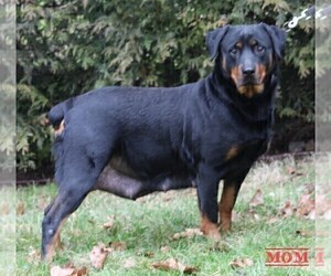 Mother of the Rottweiler puppies born on 12/21/2022