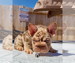 Small French Bulldog