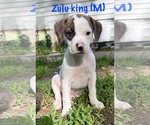 Small #4 Mutt